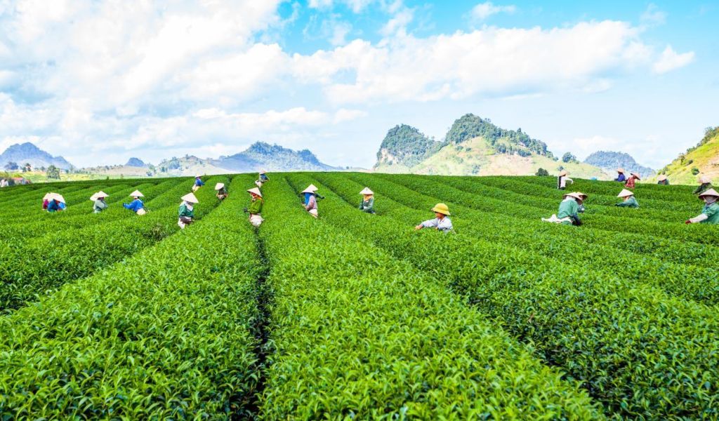 Photo by Shutterstock/Tony Duy